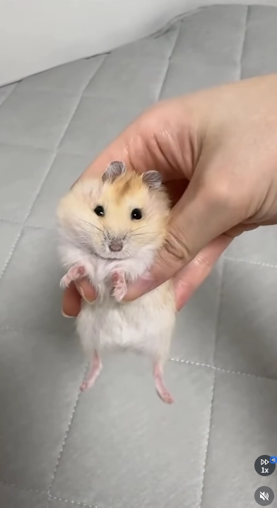 이미지 = 인스타그램 캡처 (https://www.instagram.com/reel/DYyecNXx3td/)