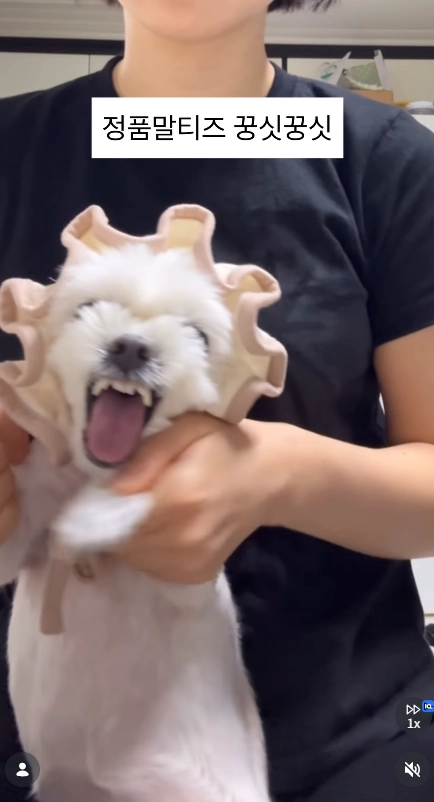 이미지 = 인스타그램 캡처 (https://www.instagram.com/reel/DZfL_-FSPQr/)