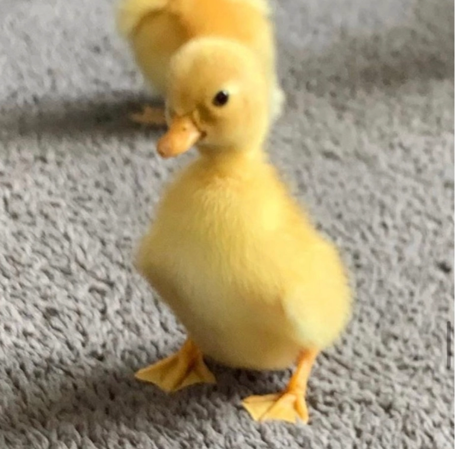 이미지 = 네이버 블로그 캡처 (https://blog.naver.com/jaelove010517/222592878493)
