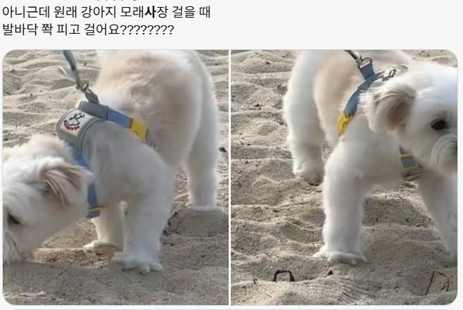 이미지 = X 캡처 (https://x.com/Noopppp_y/status/2073432732559179882?s=20)