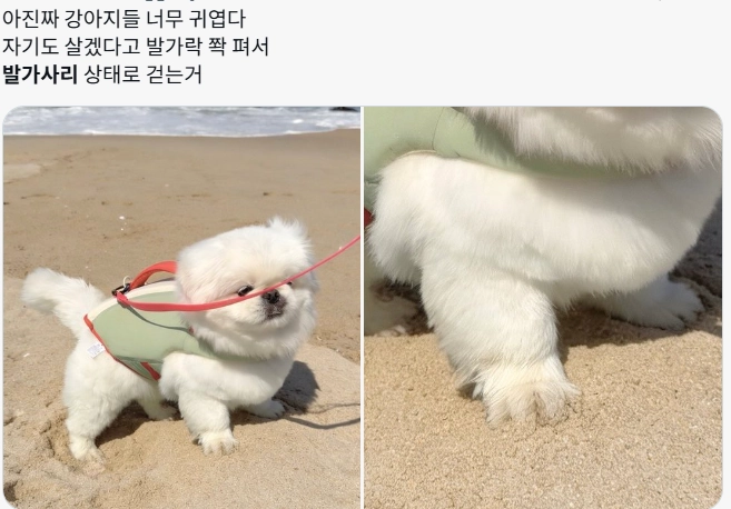 이미지 = X 캡처 (https://x.com/zzoggany/status/2073466359024112066?s=20)