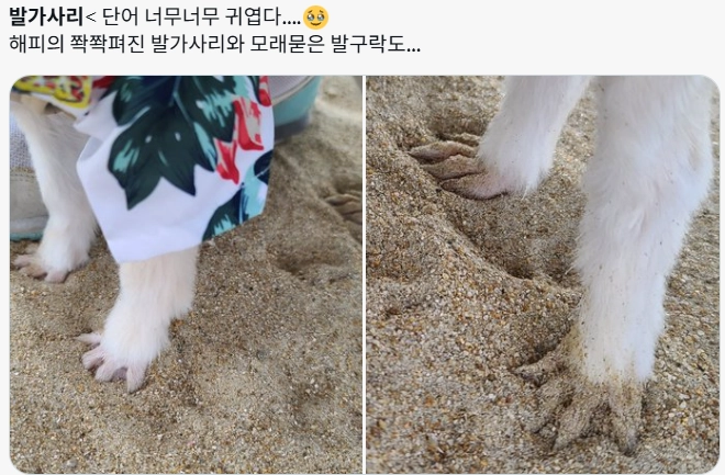 이미지 = X 캡처 (https://x.com/HAPPYing_HAPPY/status/2074027135350747579?s=20)
