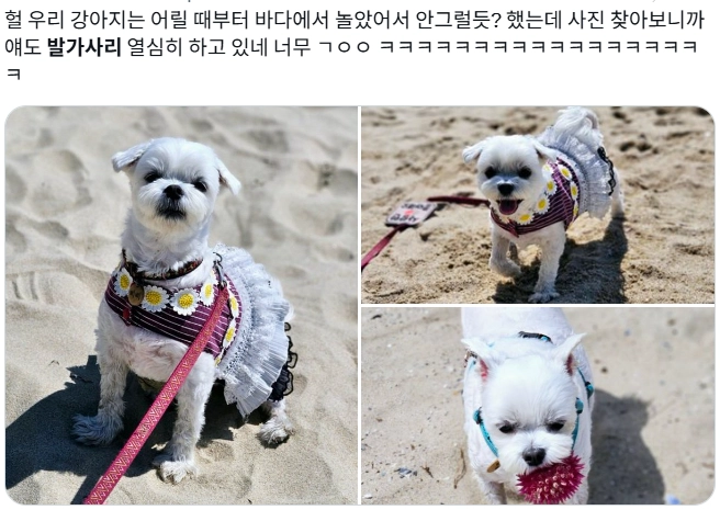 이미지 = X 캡처 (https://x.com/Pipithebrave/status/2073767923928449056?s=20)