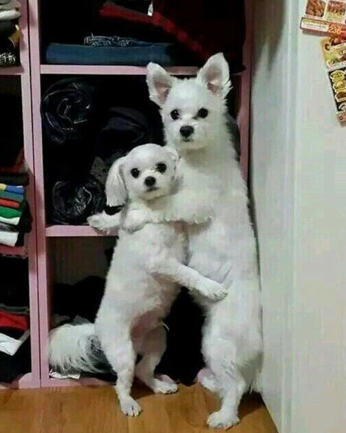 이미지 = 네이버 블로그 캡처 (https://blog.naver.com/c2216c/80212653162)