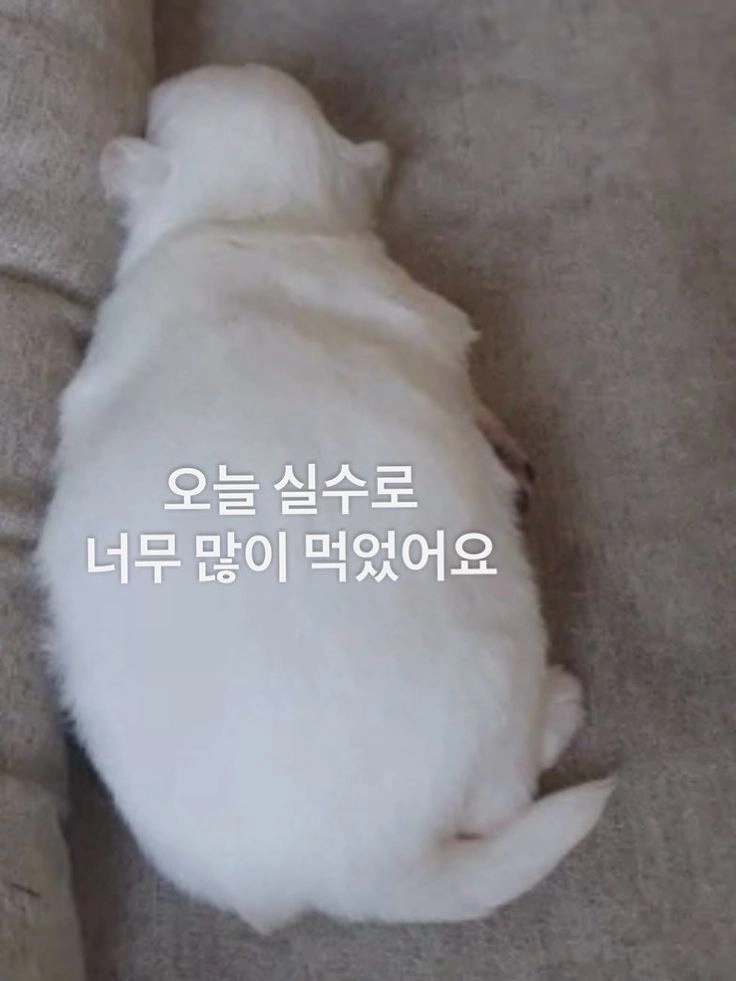 이미지 = 핀터레스트 캡처 (https://kr.pinterest.com/pin/1060245937308866202/)