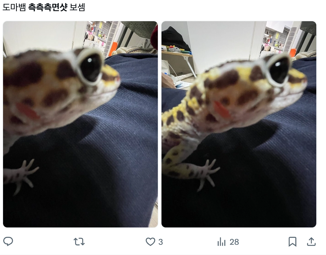 이미지 = X 캡처 (https://x.com/Trunks4_and_sun/status/2089670485118419209?s=20)