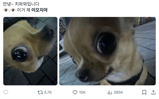 이미지 = X캡처 (https://x.com/chihuahuarchive/status/2113967525222559756?s=20)