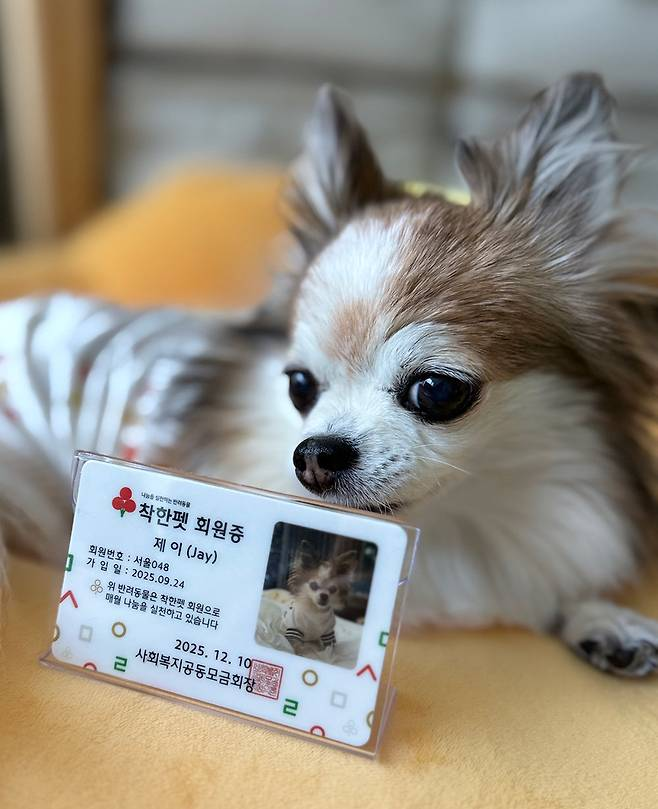 출처: 동아일보,
강아지 이름으로 기부하고 함께 외식도… 우리집 막내 된 ‘댕냥이’