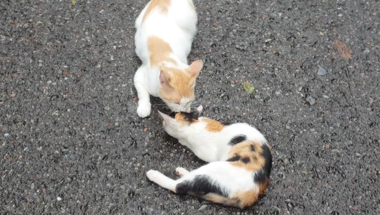 첨부 이미지