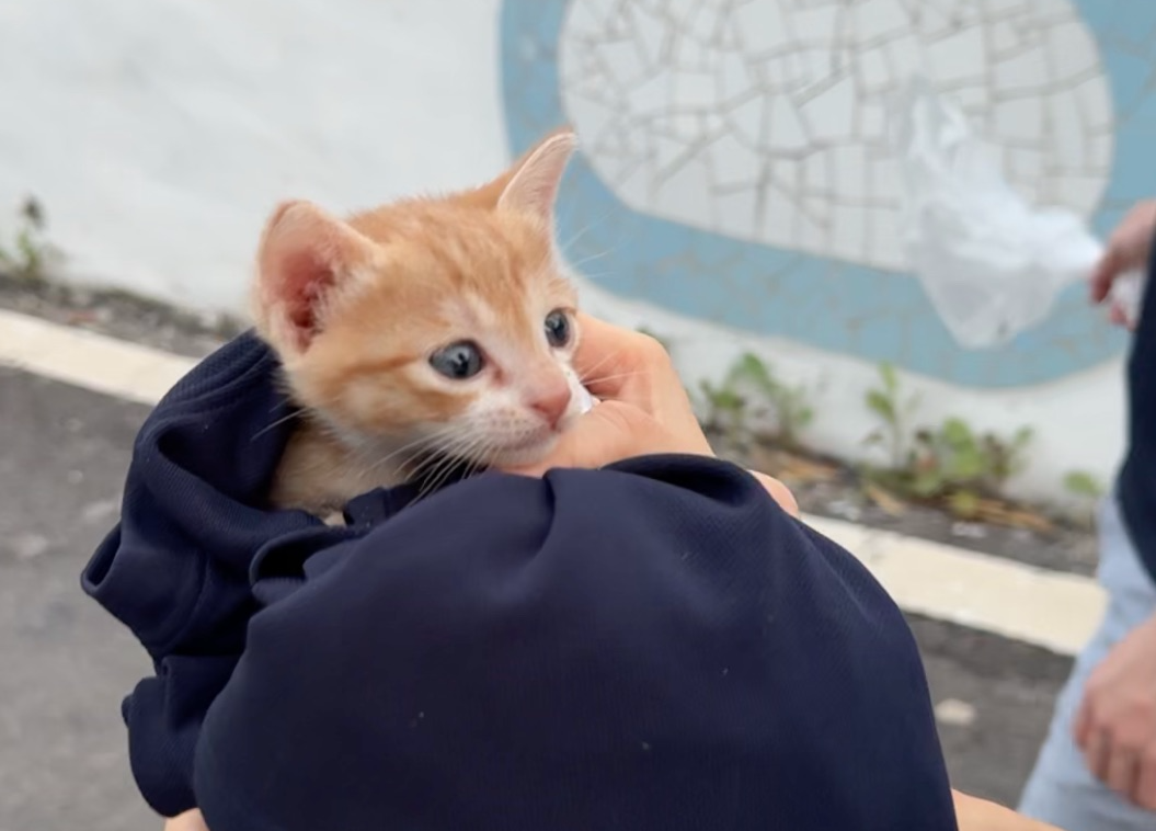 첨부 이미지