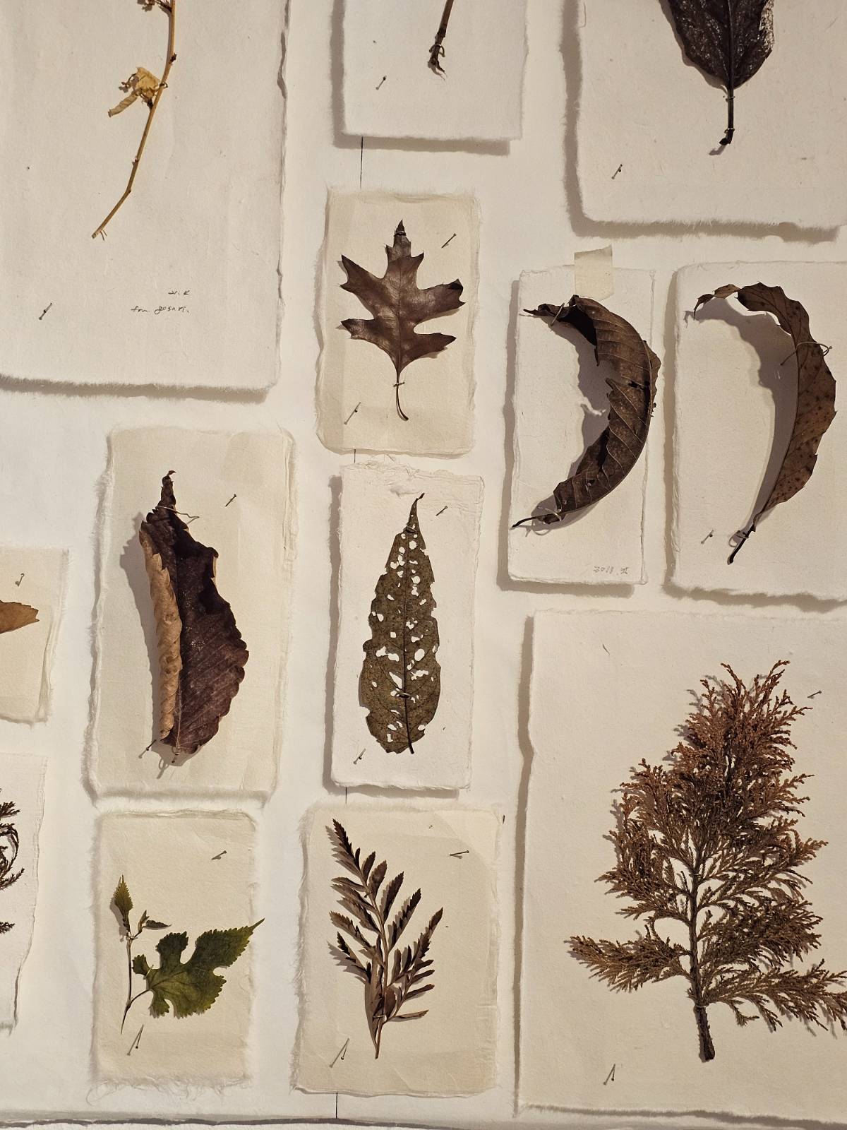 <우리의 순간> 부분, 2010-2026, Found natural objects, Dimensions variable