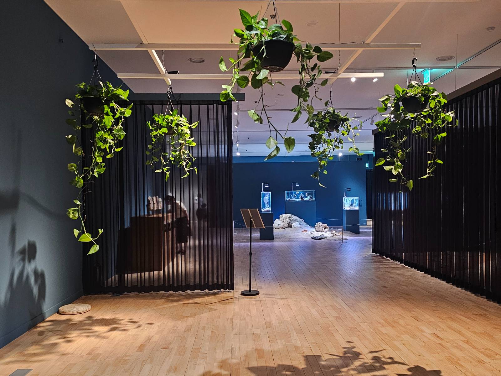 세노코즘 Scenocosme ‹식물의 노래› 2026 식물, 인터랙티브 장치, 컴퓨터, 오디오 시스템, 박스, 50×50×175cm