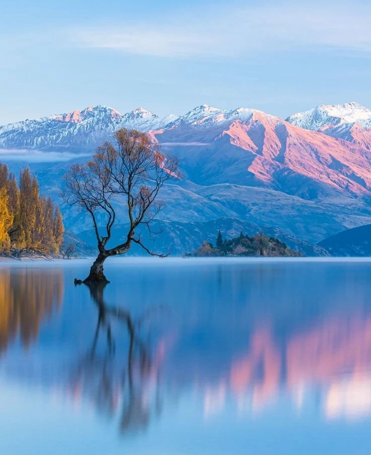 와나카에서 가장 유명한 와나카 나무. 호수 한가운데 자라는 특이한 이 나무를 찍으려고 관광객들이 오는 것 같다. (사진 출처 구글맵..ㅎ)