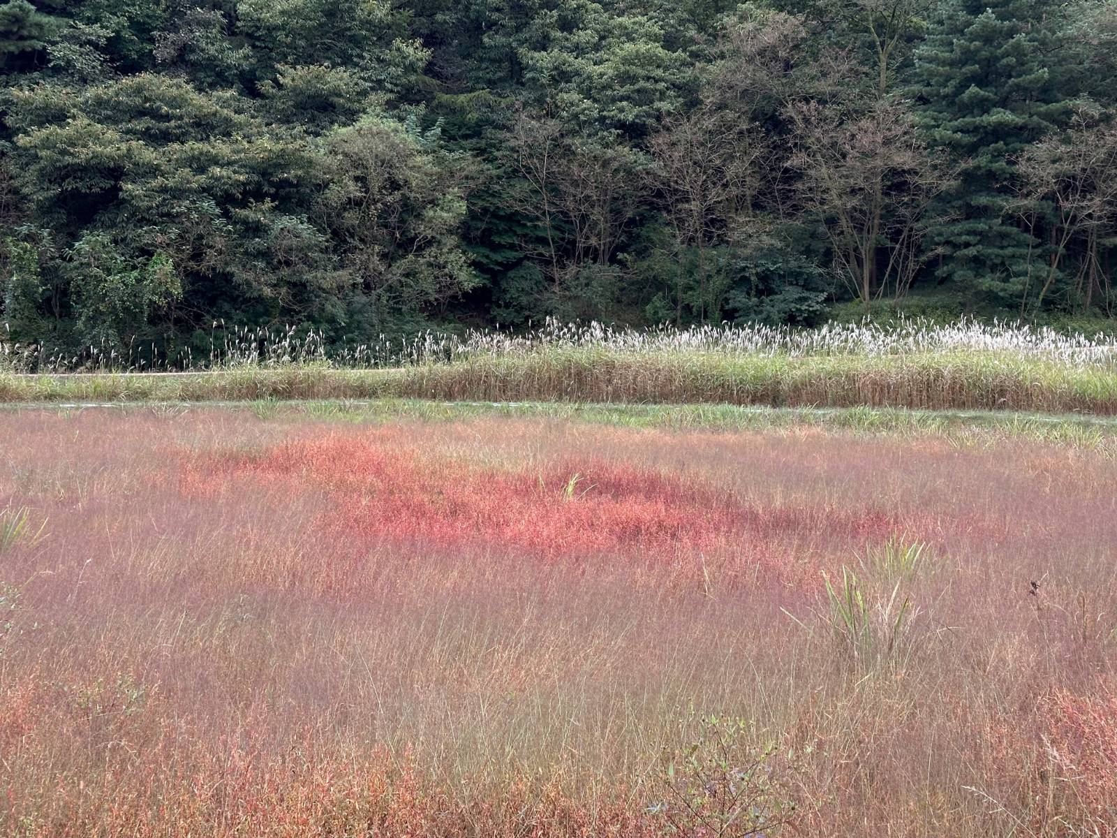 디디와 이츠키 (4) 사랑은 향기를 남기고의 썸네일 이미지