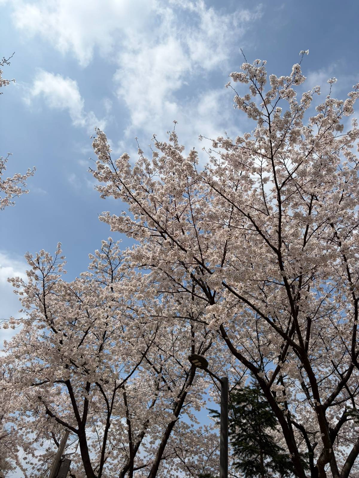 서울숲 아래에 있는 벚꽃길입니다.