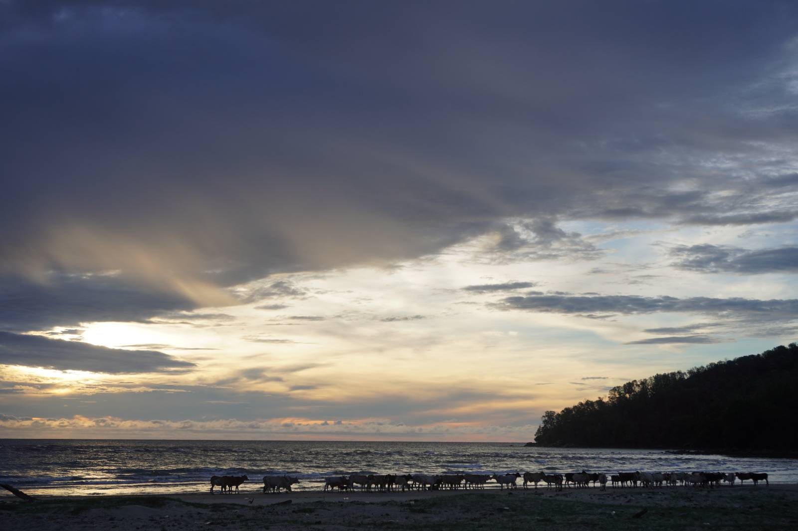 해변을 가로지르던 소떼들