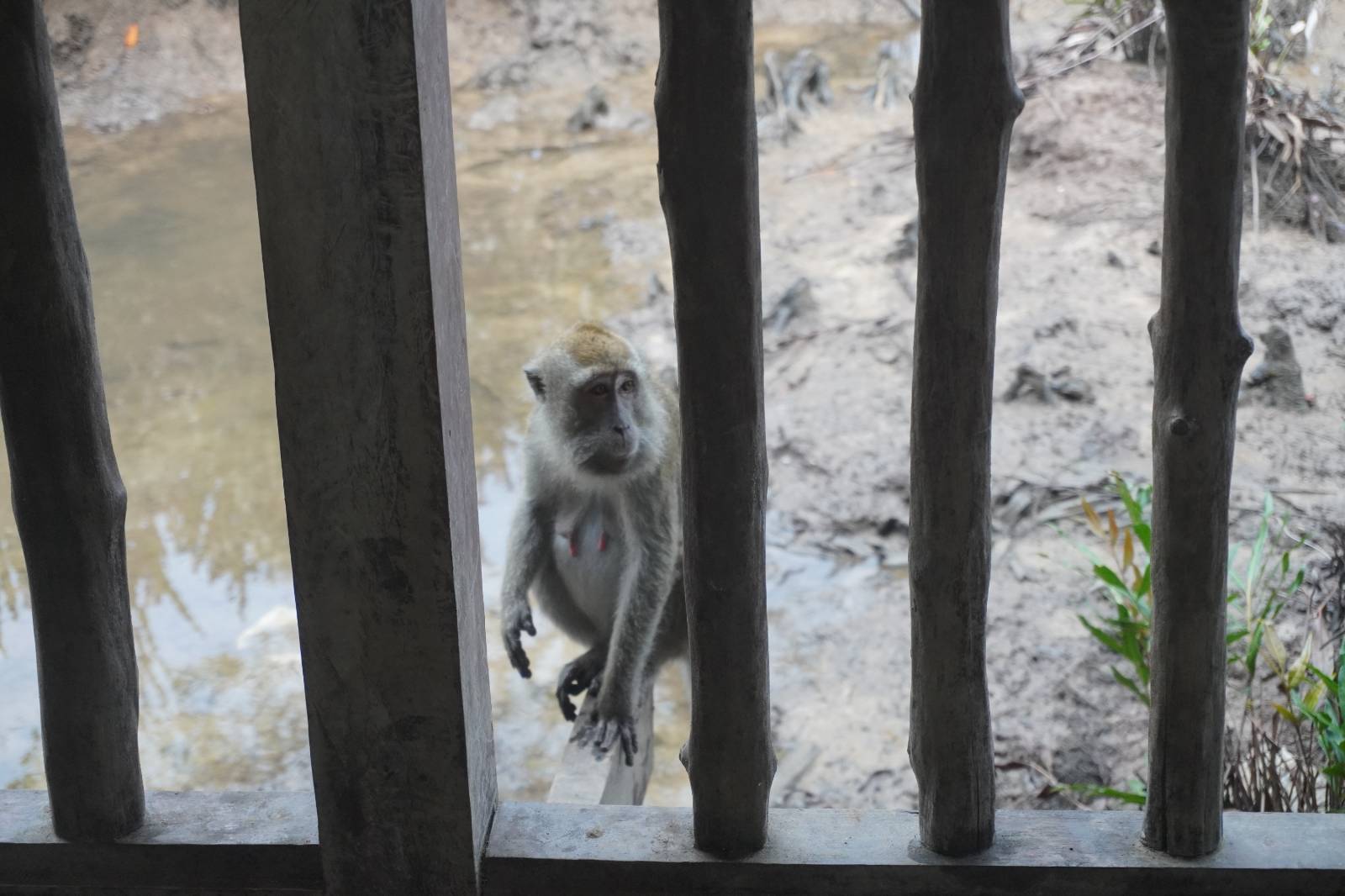 지나가는 길에 만난 엄마 원숭이
