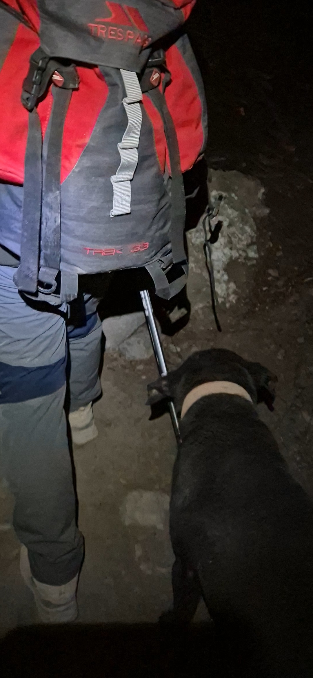 자다가 따라나와준 동네 강아지