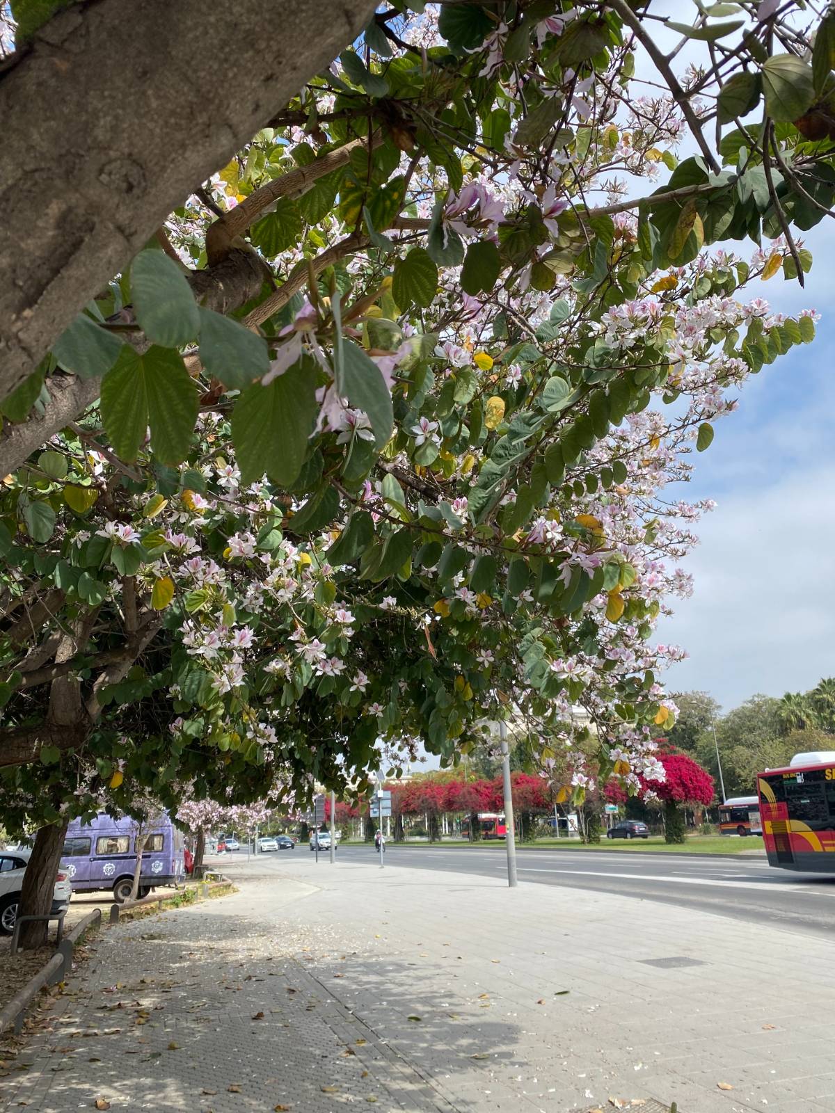 거리의 나무들마다 꽃이 만개하여 자신의 향기를 맡아달라고 아우성이었다.