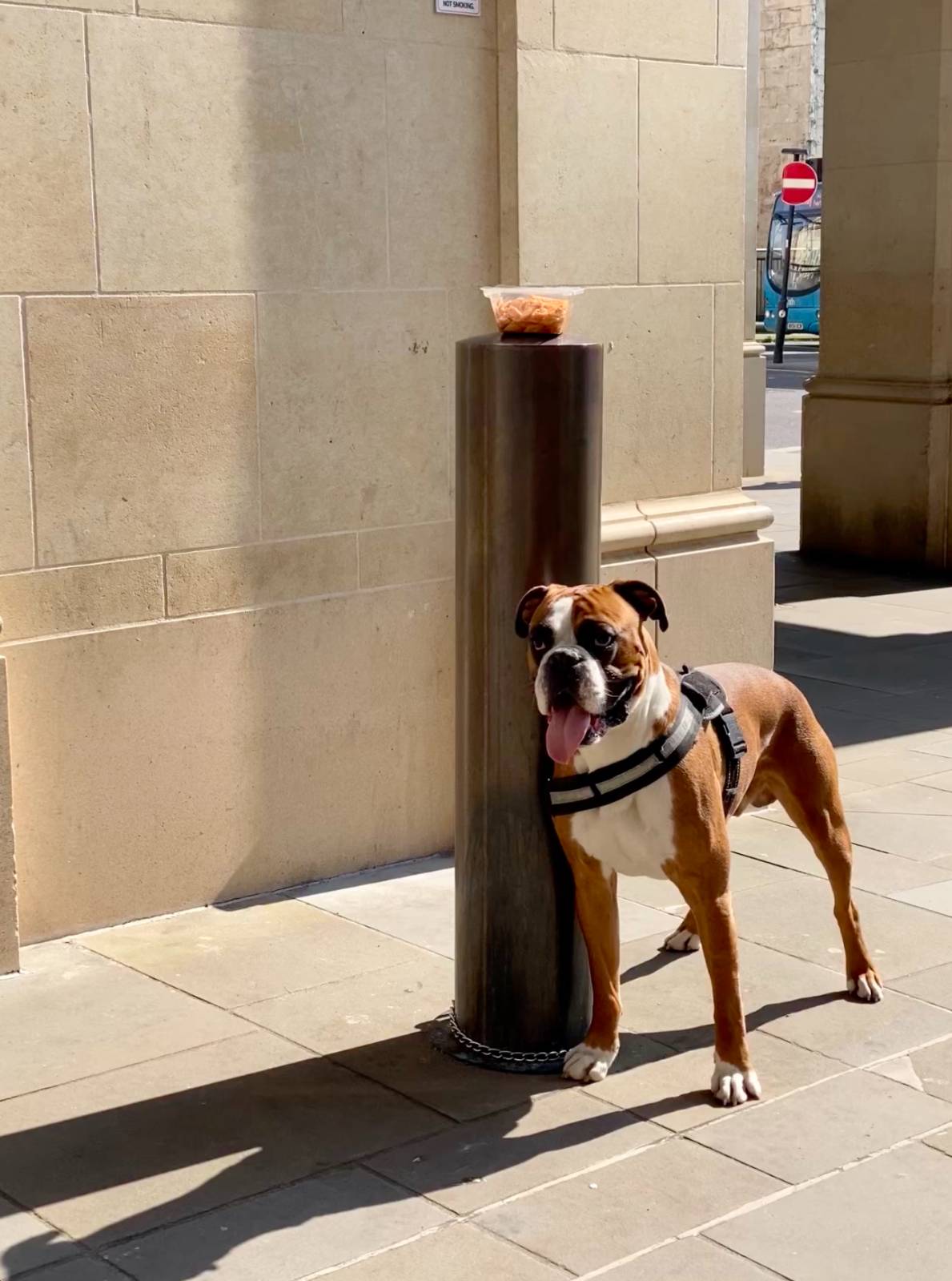 주인을 기다리던 강아지