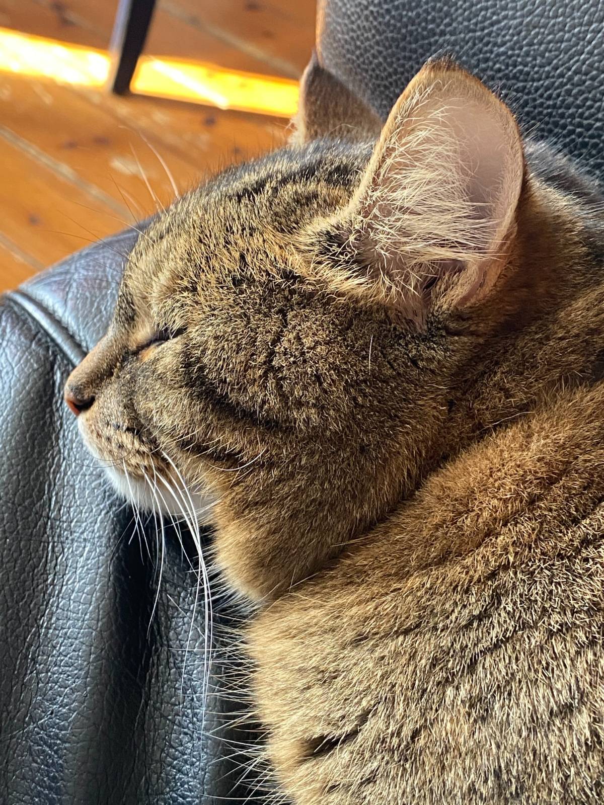 오두막에 살던 고양이