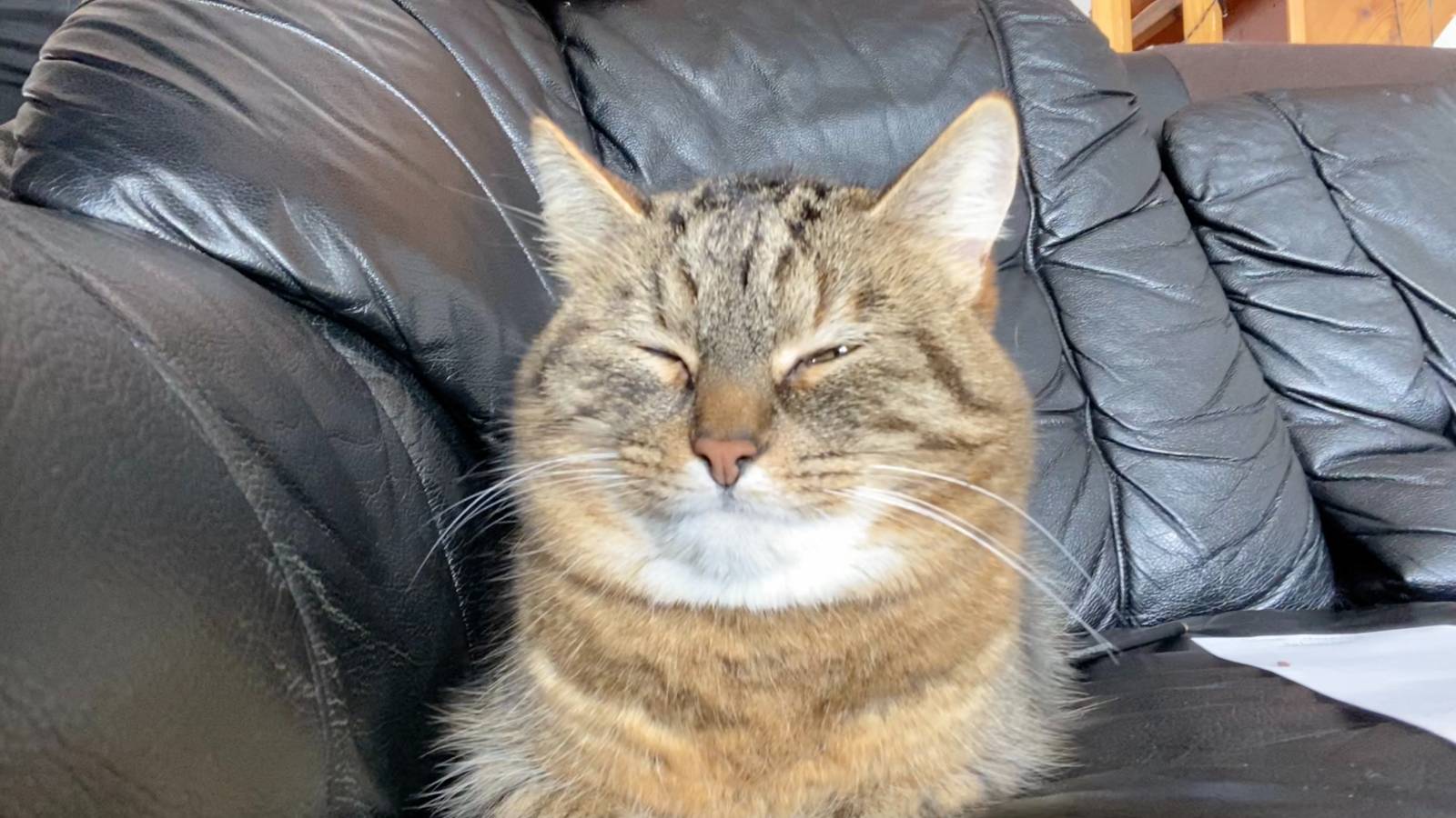 고양이 팔자가 가장 좋아보였다.