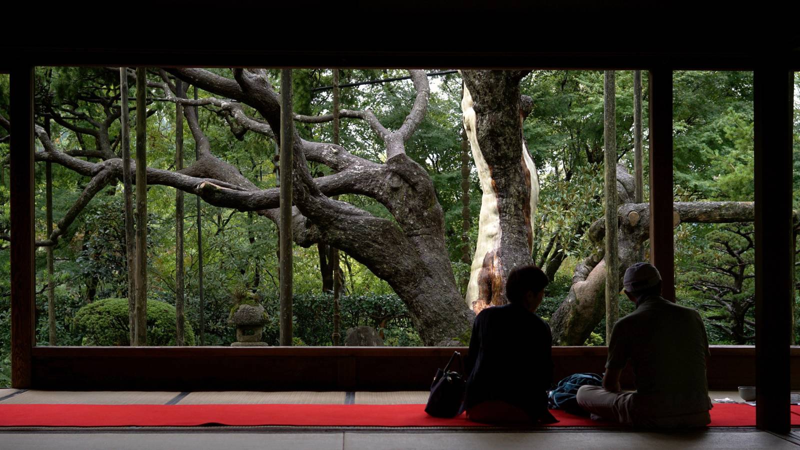 살아있는 액자 - 호센인의 썸네일 이미지