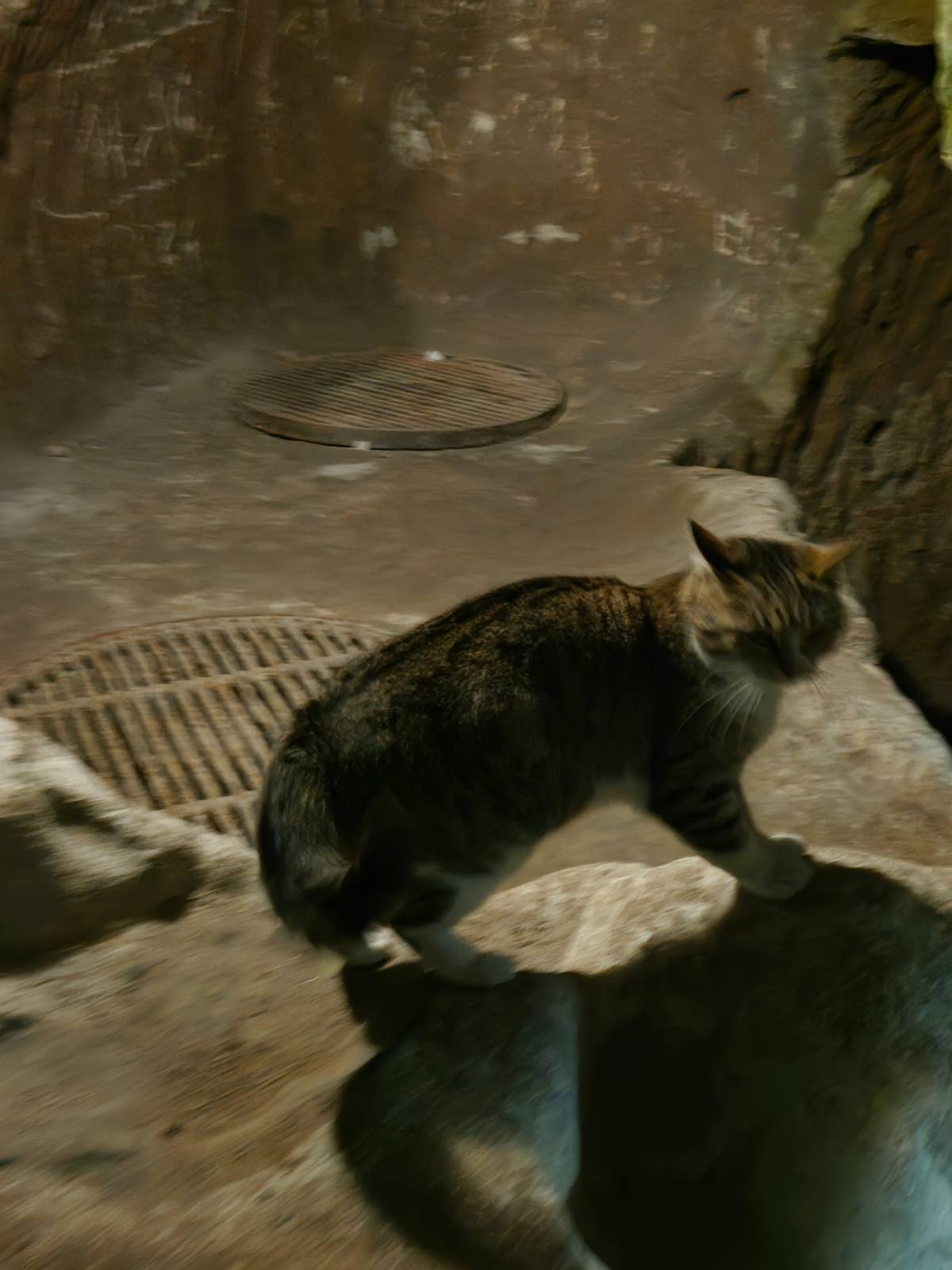 이 지하도시 깊은 곳도 자기 집처럼 드나드는 고양이