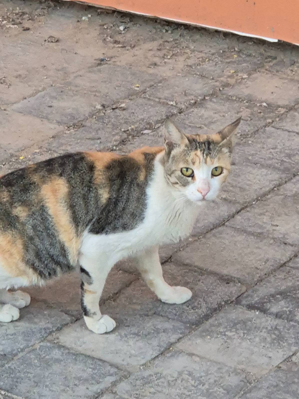 길에는 고양이만 있었다. 고양이마저 '너흰 뭐냐옹?'하는 눈빛으로 바라보았다.