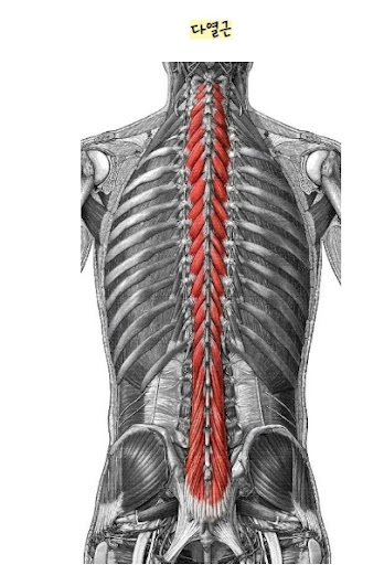 임신 중 몸의 변화, 척추와 근육이 말해주는 이야기의 썸네일 이미지