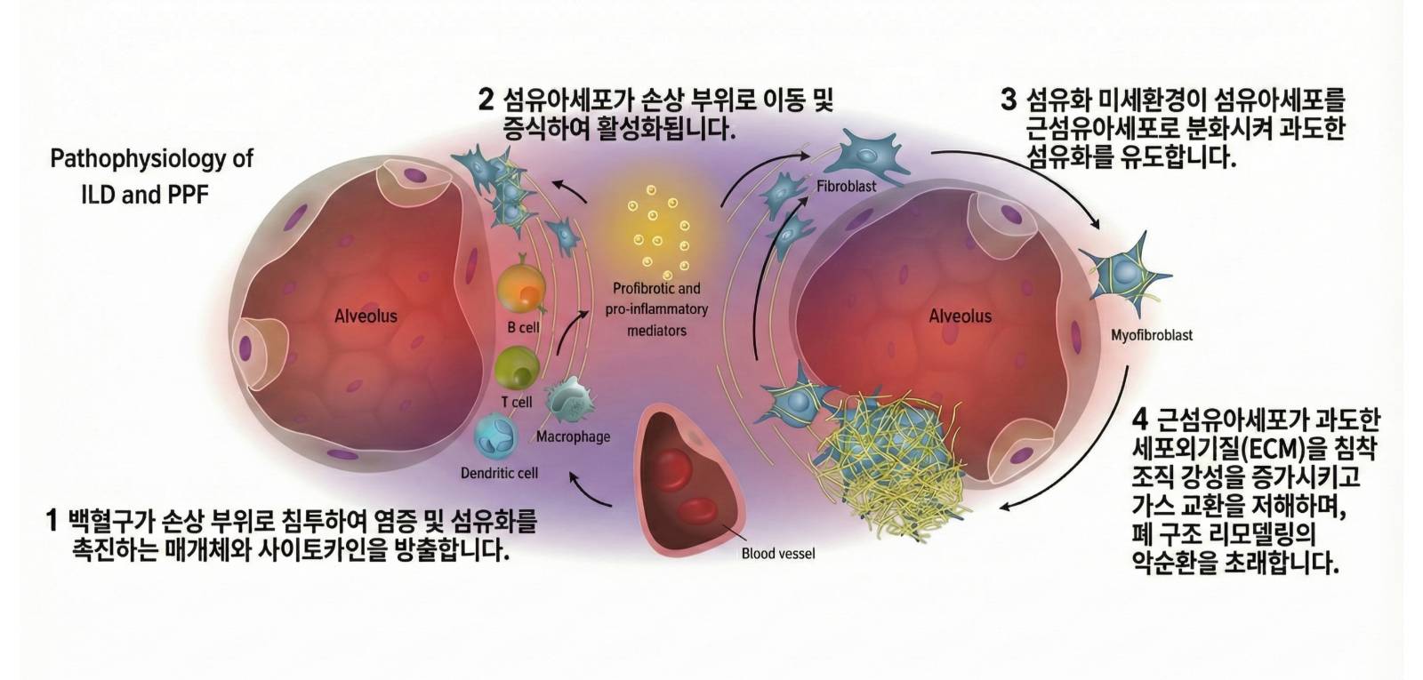 Adapted from. Nerandomilast mechanism of action.Boehringer Ingelheim HCP Portal.