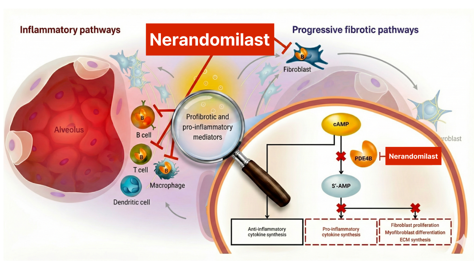 Adapted from. Nerandomilast mechanism of action.Boehringer Ingelheim HCP Portal.