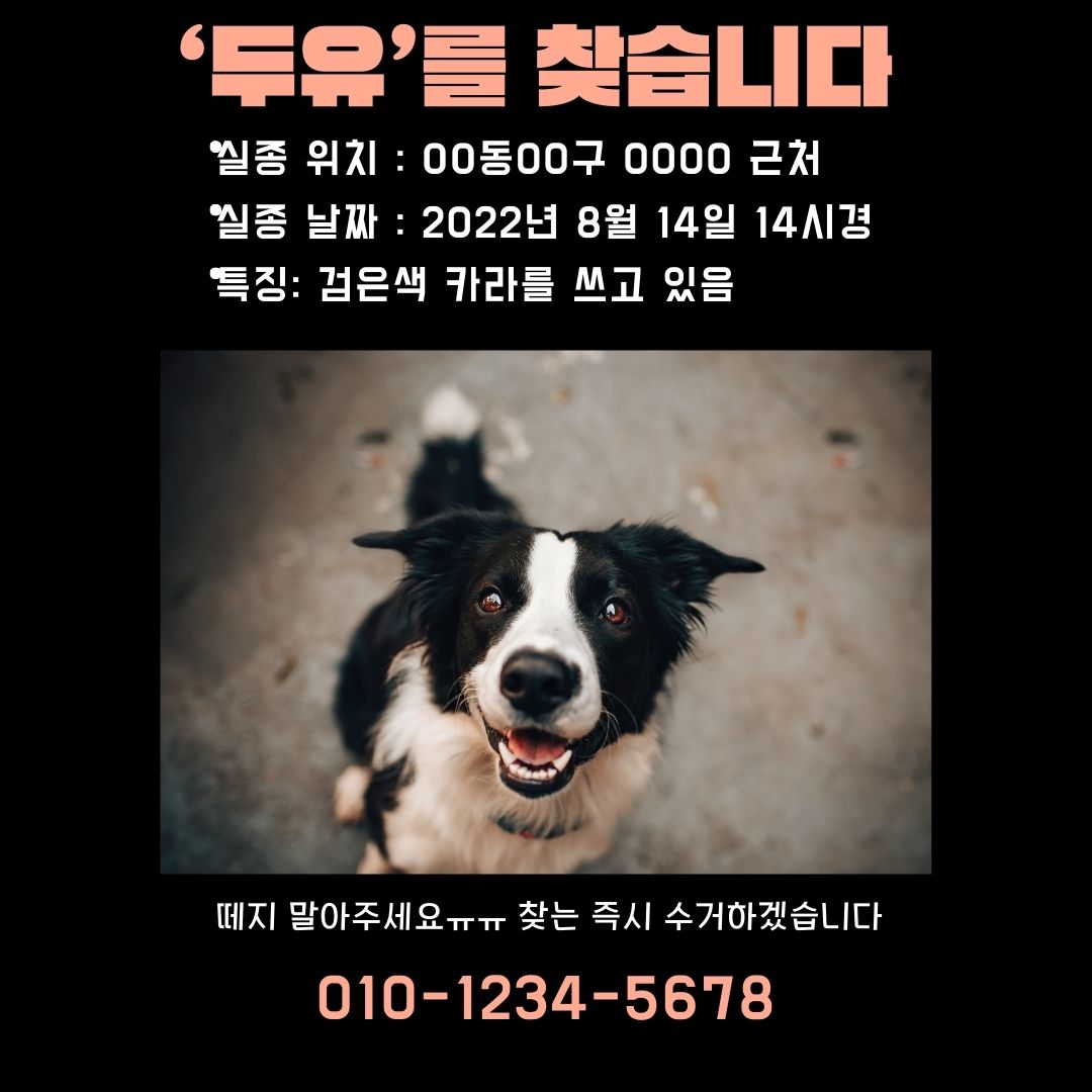 실종 반려동물 포스터