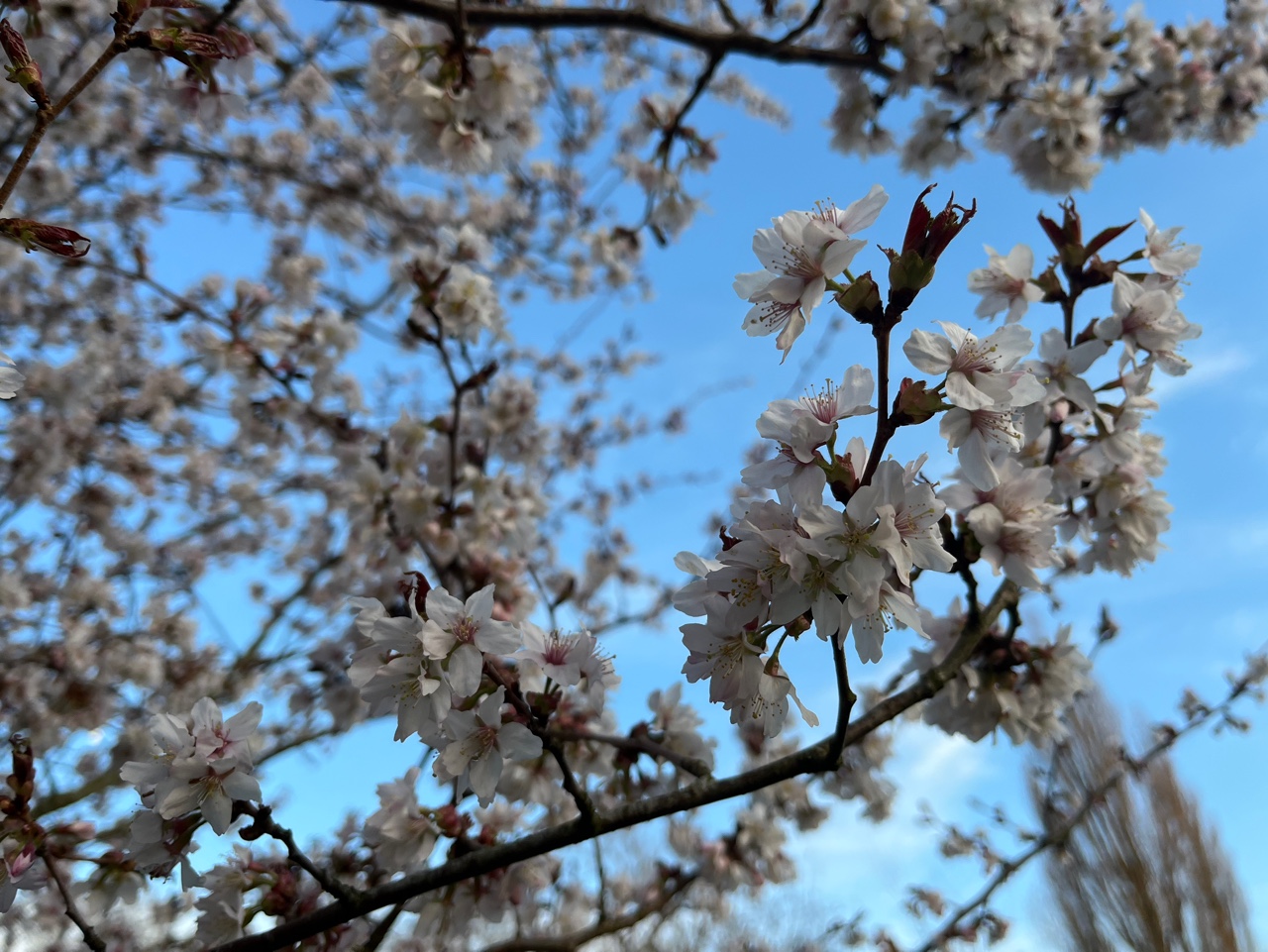 봄바람 휘날리며~🌿 흔들리는 벚꽃잎이~🌸