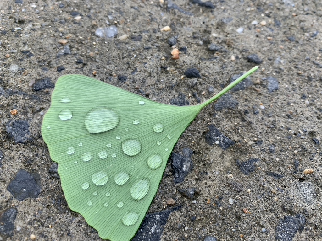 빗방울과 은행잎 / 사진: 참 좋다