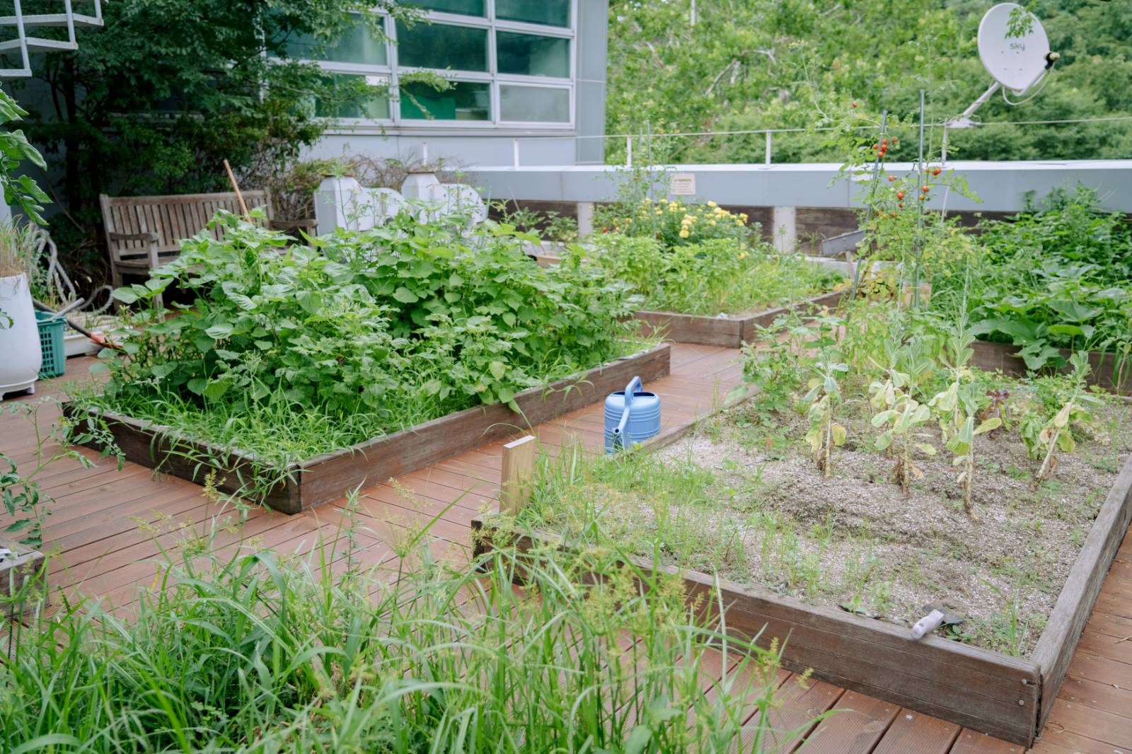환경대학원 학생들이 직접 기르는 작물들이 심어져 있는 옥상정원 텃밭