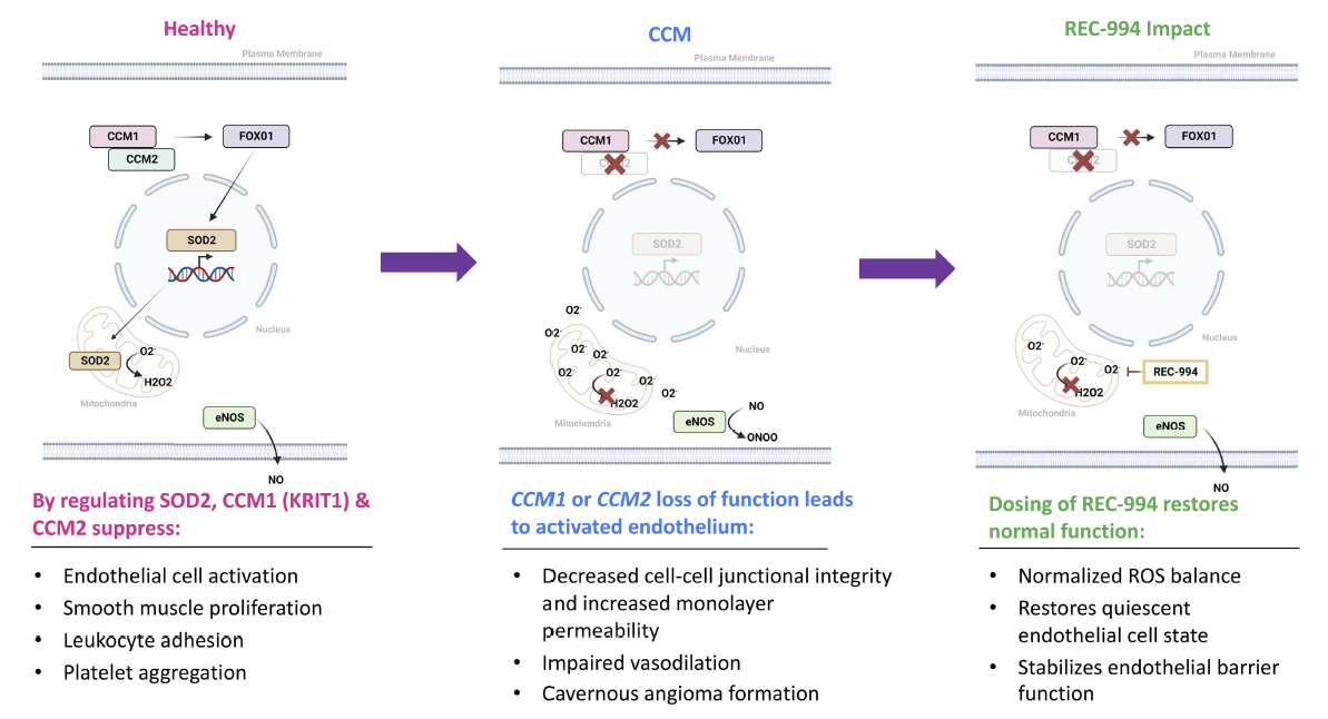 출처: Pharmacol Res Perspect. 2024;12(3):e1200.