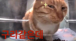 This is her. 이 고양이의 눈빛이 그 당시 두두의 눈빛과 동일했습니다