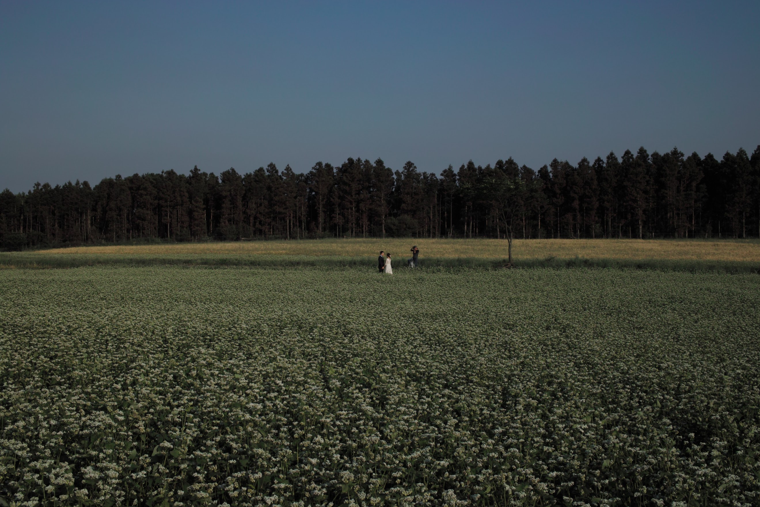 2017년 5월 제주 보롬왓