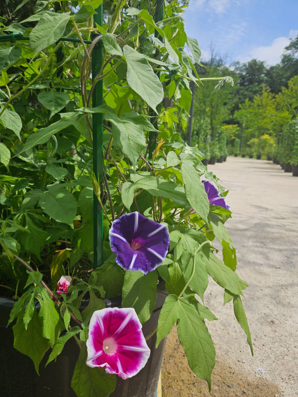 저 뒤에 보이는 것도 모두 나팔꽃 화분입니다ㅎㅎ