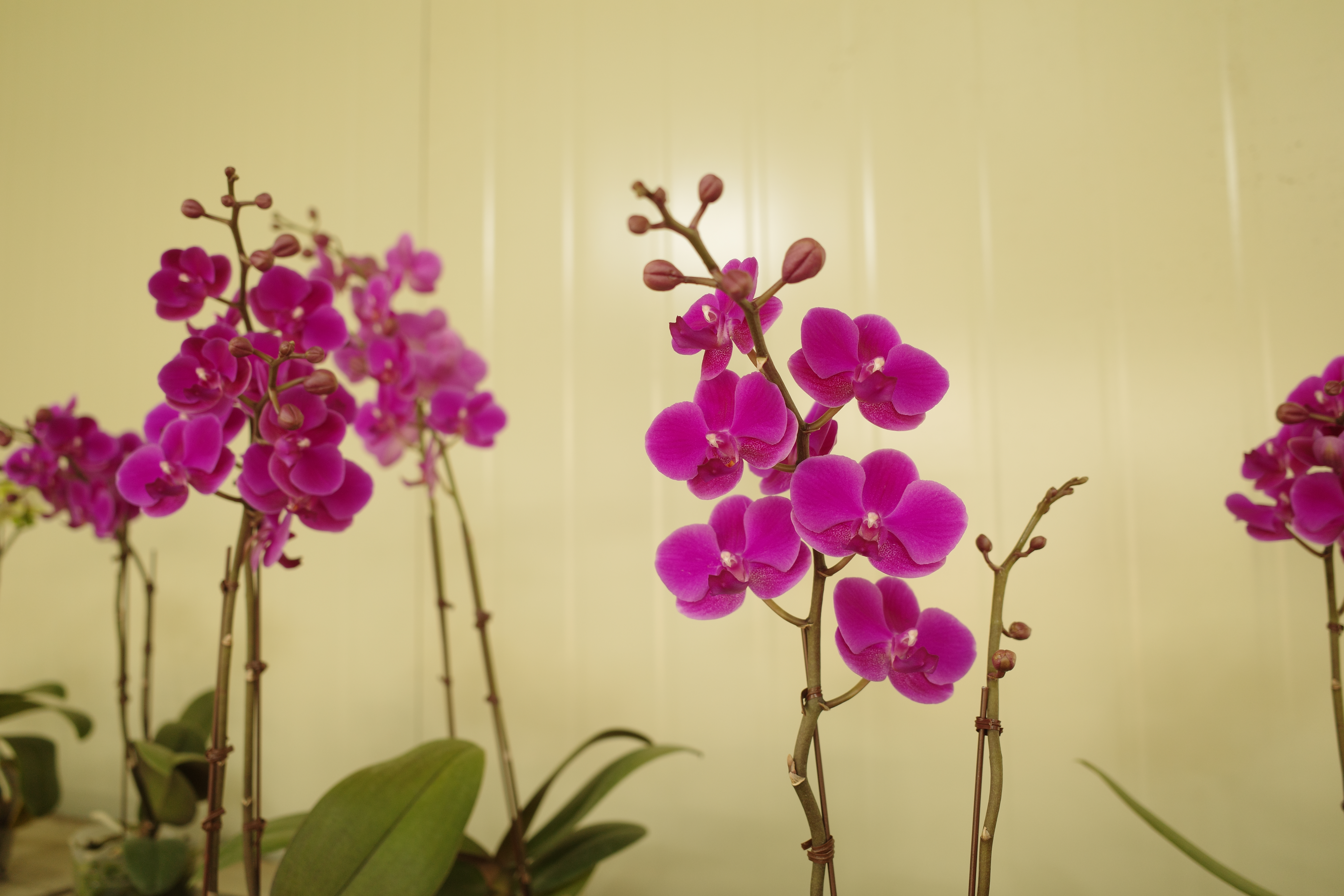 너는 곧 우리 집으로 가자