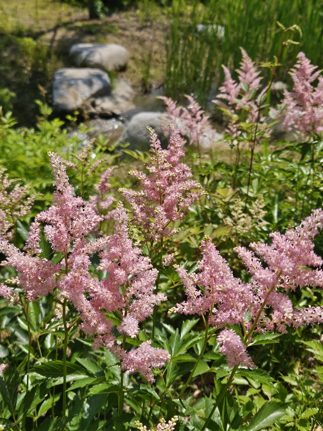 물가의 핀 노루오줌도 포기 못할 아름다움