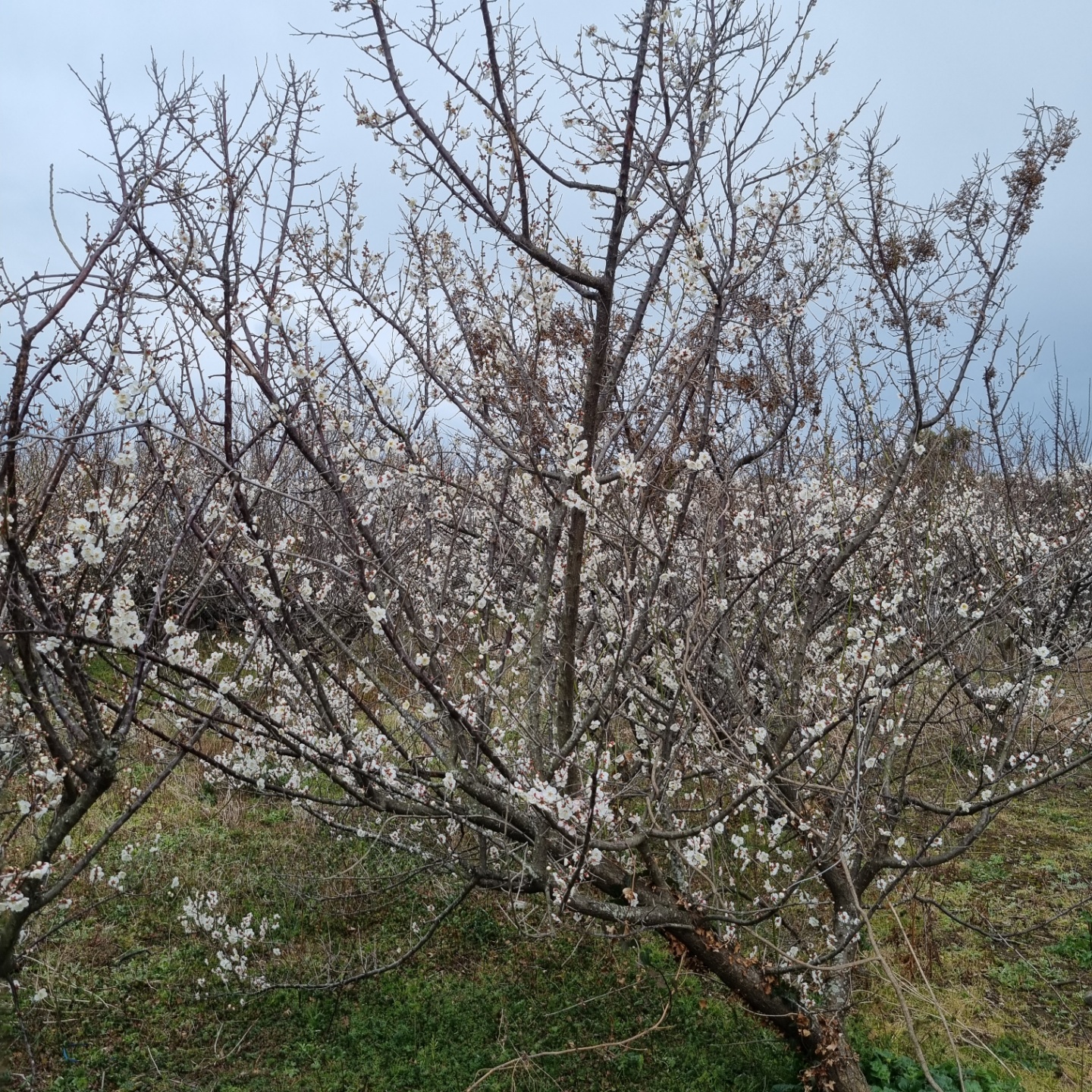제주도에는 벌써 매화가 피었습니다