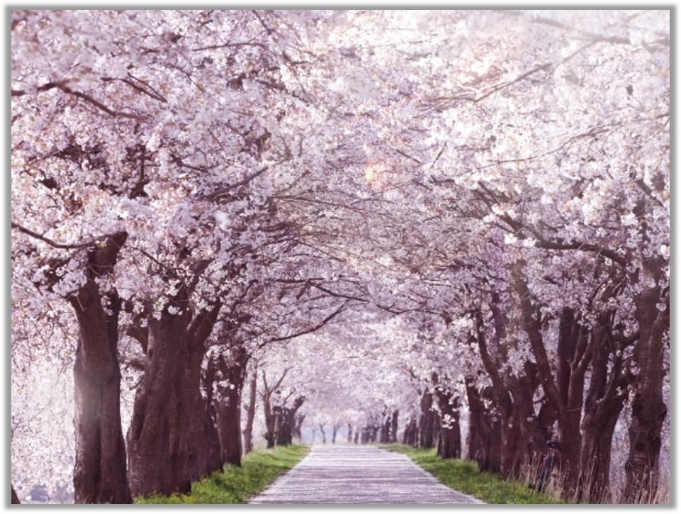 아산시, ‘아트밸리 아산 제2회 아산온천 벚꽃축제’ (출처 : 뉴스티앤티)