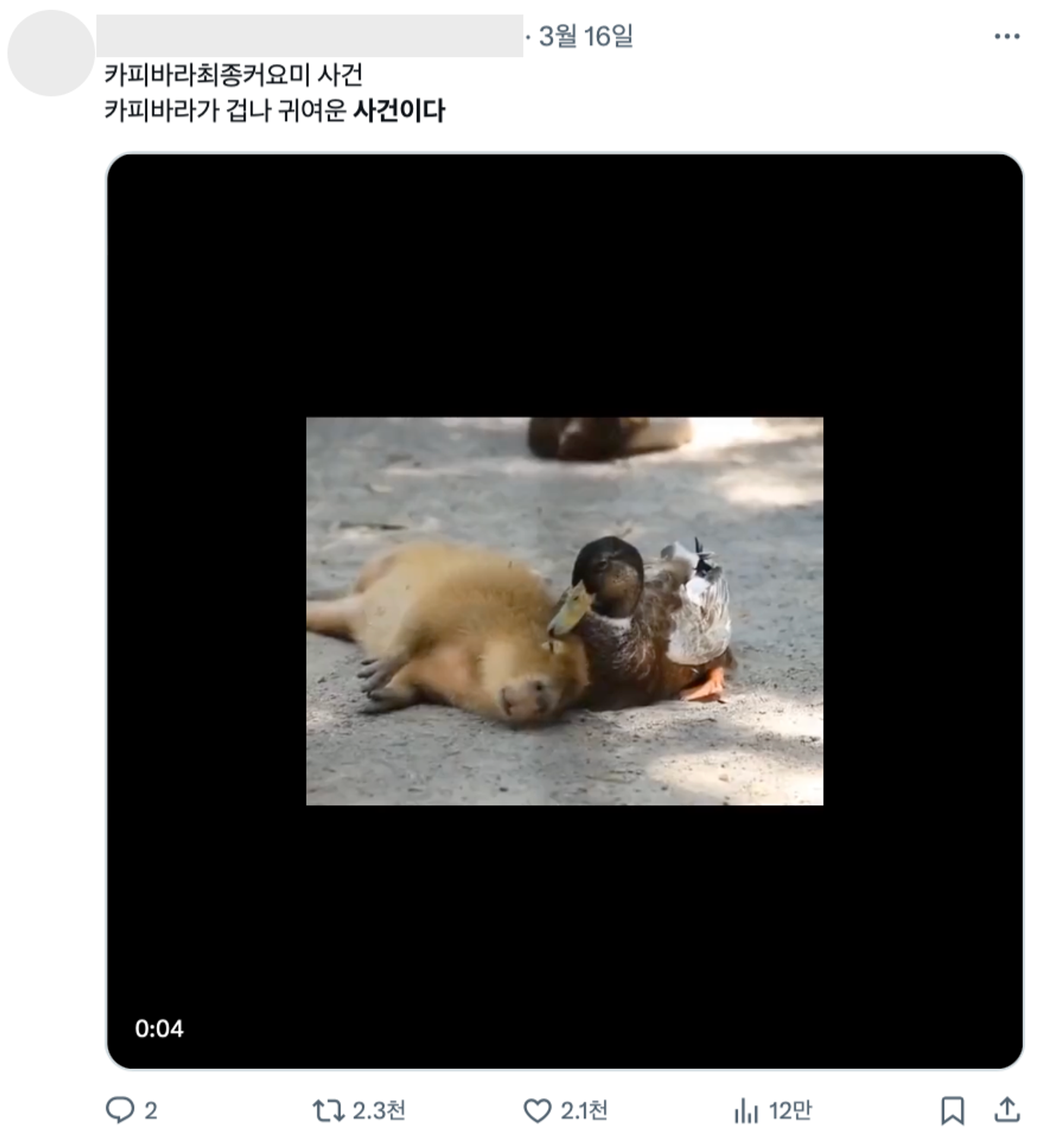 이미지 = X 캡쳐(https://x.com/happ2capybara/status/1768897472334811510?s=20)
