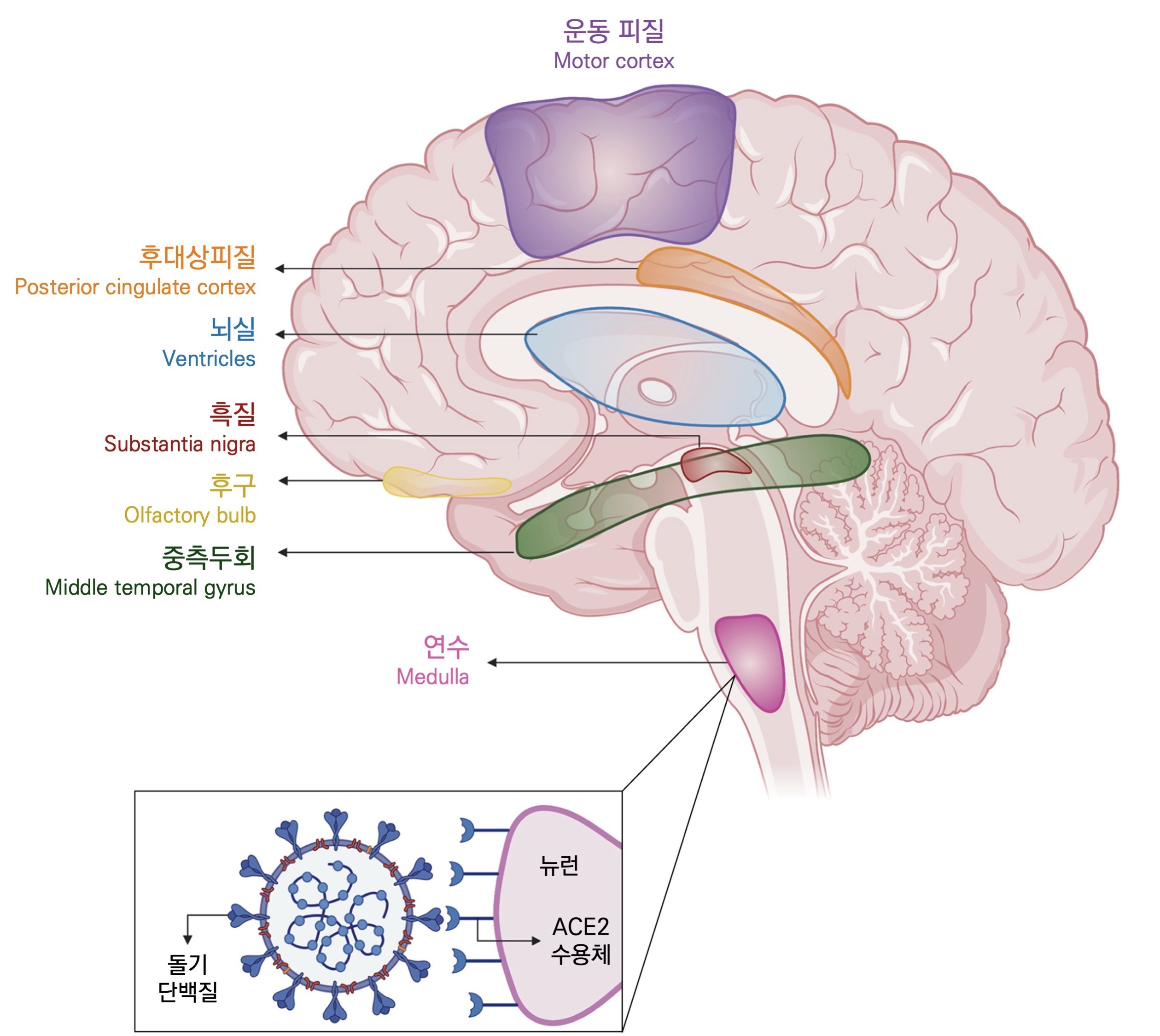 신경세포(뉴런)도 코로나의 돌기 단백질과 붙을 수 있는 ACE2 수용체를 갖고 있다. 아직 보고된 케이스는 적지만, 뇌도 코로나 바이러스가 침입할 수 있는 곳 중 하나이다. © Zubair, Adeel S., et al. 