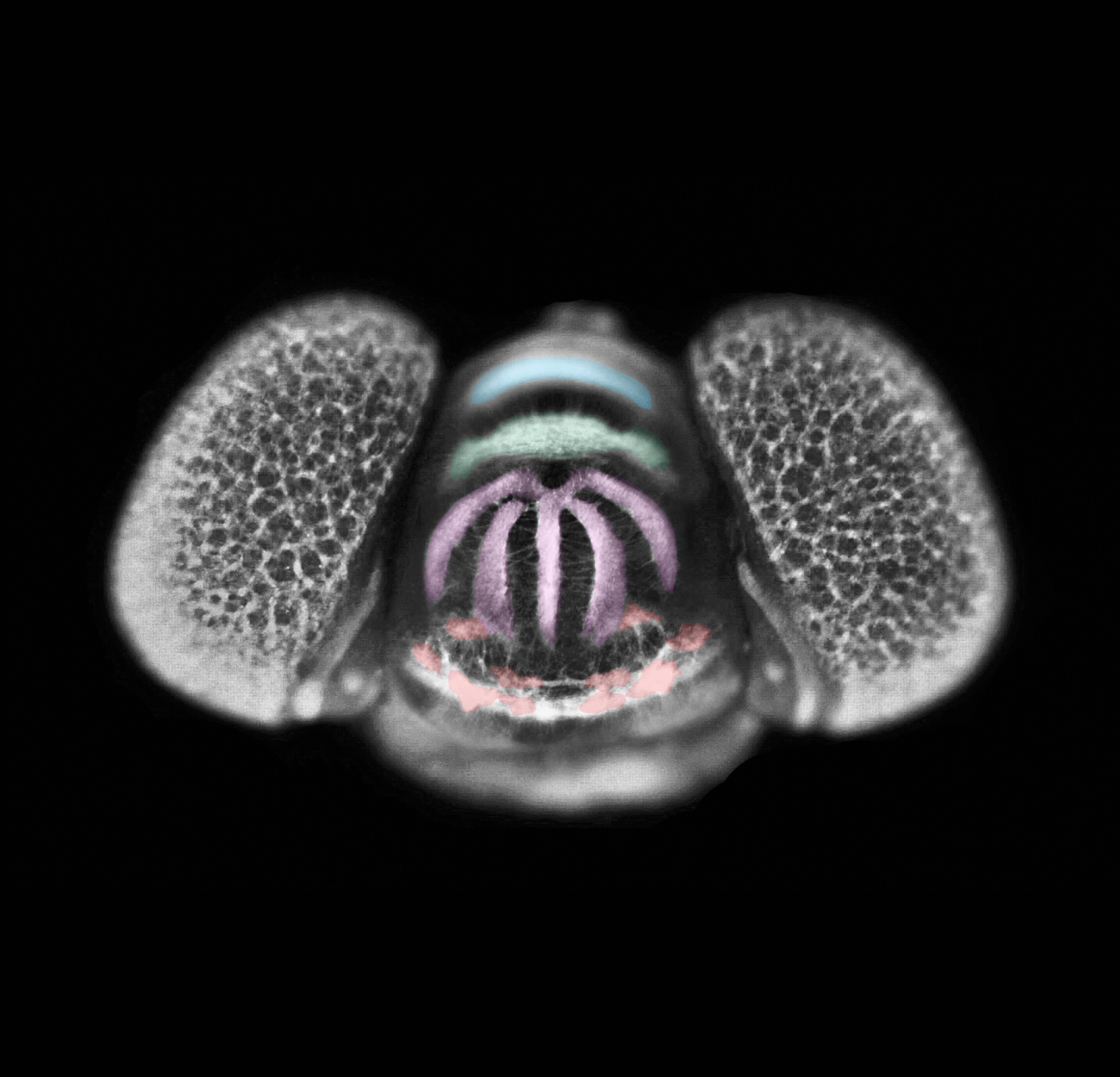 문어의 뇌. 중심 뇌 양쪽으로 시각정보를 담당하는 시엽(optic lobe)이 자리잡고 있다. 이밖에도 문어는 팔을 독립적으로 움직일 수 있는 8개의 뇌를 더 갖고 있다. 척추동물과는 너무나도 다른, 이 낯설고도 신비한 뇌는 지구상에 존재하는 또다른 지성이라 할 만하다. © Shuichi Shigeno & Clifton W. Ragsdale