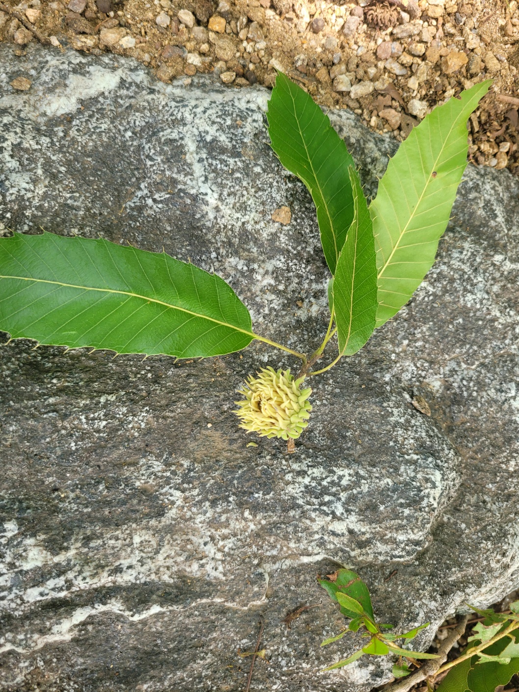 이 친구가 상수리나무 잎과 도토리!!