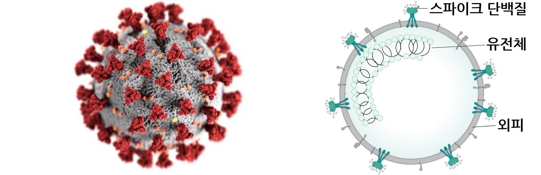 (좌) 코로나바이러스의 모습입니다. 표면에 붉은색으로 표시된 것들이 스파이크 단백질입니다. 출처: CDC/ Alissa Eckert, MSMI; Dan Higgins, MAMS2 (우) 코로나바이러스의 구조입니다. 바이러스의 유전정보를 담고 있는 RNA 유전체가 외피 속에 숨겨져 있고, 외피 표면에는 스파이크 단백질이 붙어 있습니다. 출처: Wikimedia Commons, Coronavirus virion structure.svg, CC BY-SA 4.0