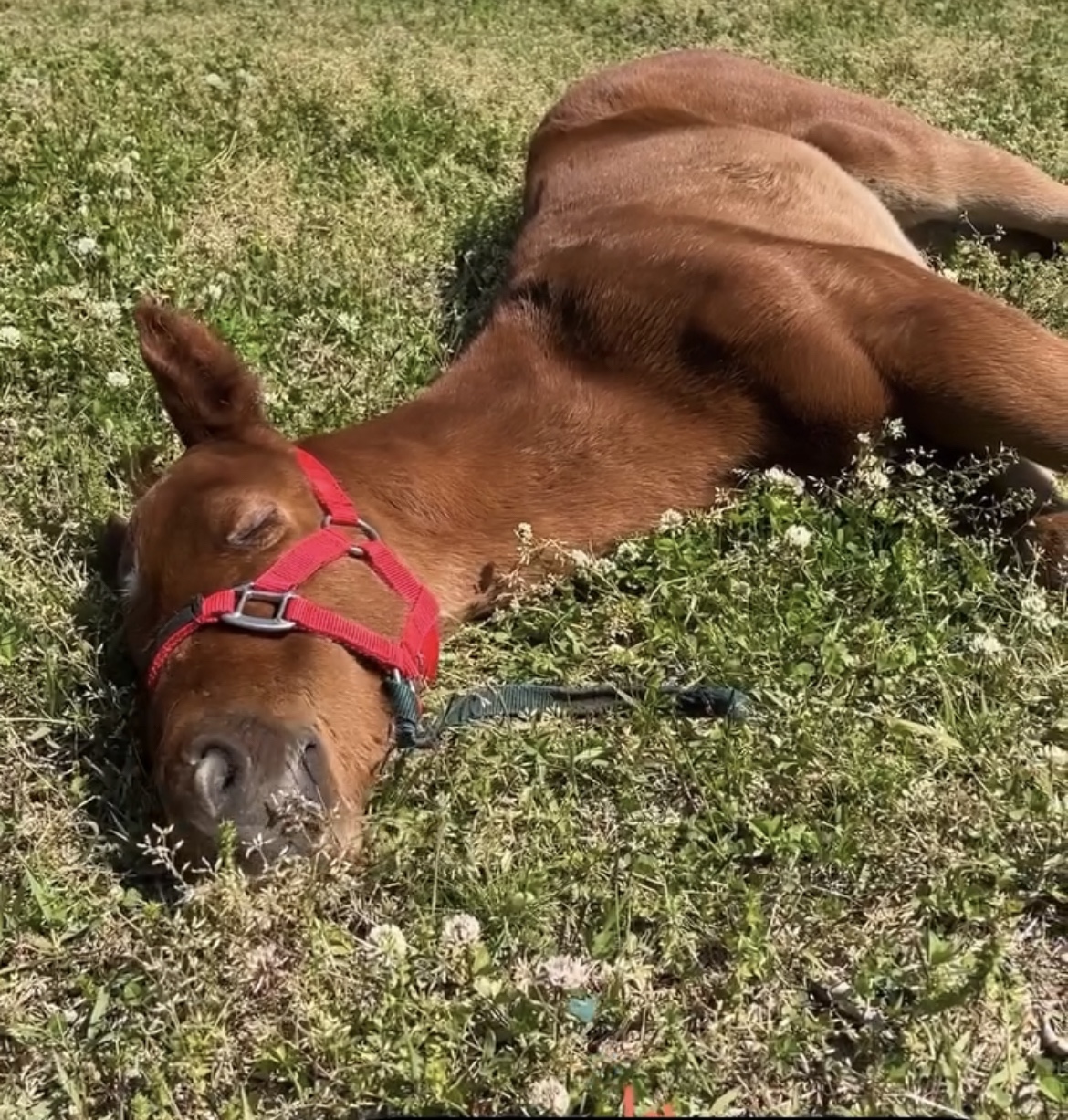 꿈꾸고 있는 입원망아지, 찾았다! 네잎클로버 ! 